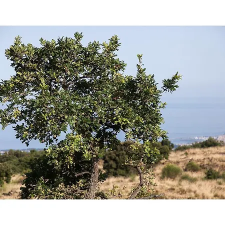 Ecoagriturismo Notti Stellate Etna Mare